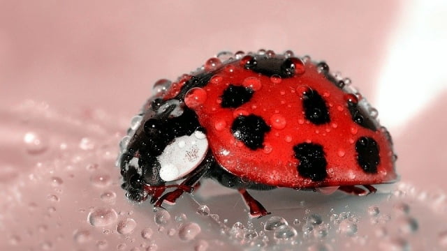 Pourquoi Les Coccinelles Rentrent Dans Les Maisons Coccinelle Paradis